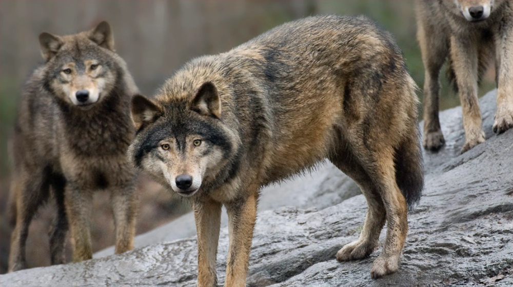 ताप्लेजुङको याङ्मामा ब्वाँसोको आतङ्क