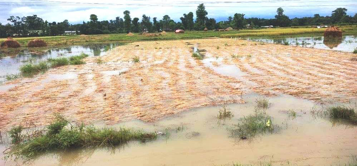 बेमौसमी वर्षाले गोरखाको धानबालीमा क्षति