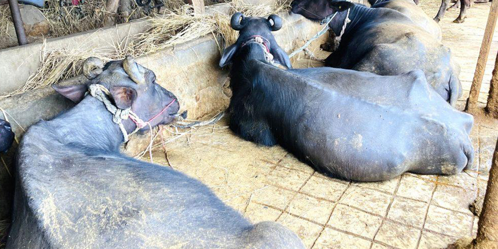 बागलुङका किसानले गराए ७०५ पशुको बीमा