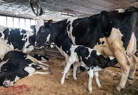 ढोका साँघुरा हुँदा गाई पाल्ने परम्परा नै लोप हुने अवस्थामा