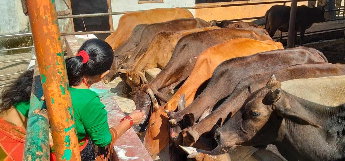 पोखरा गौशालालाई ‘गौ तीर्थस्थल’का रूपमा विकास गरिँदै