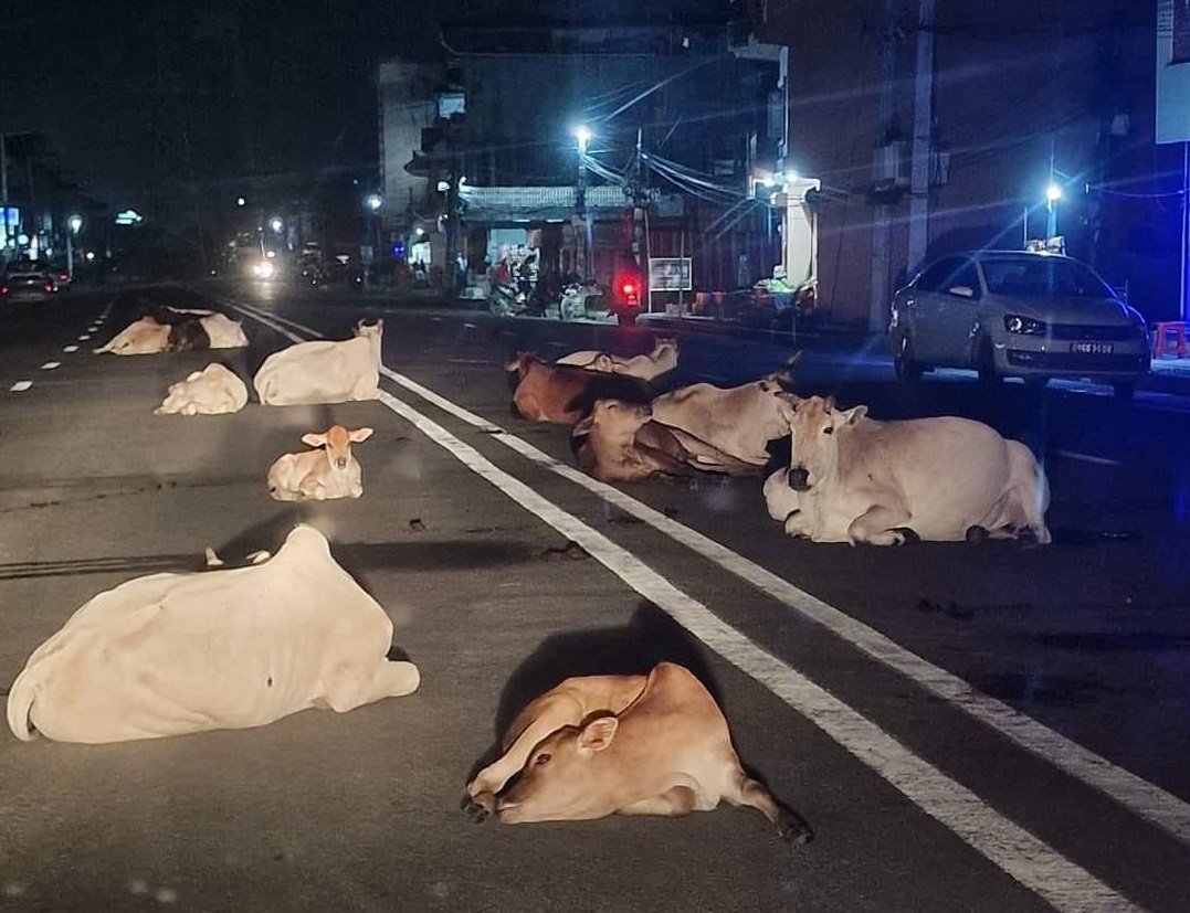 छाडा पशुचौपाया छाड्नेलाई कारबाही गर्दै जनकपुरधाम उपमहानगर