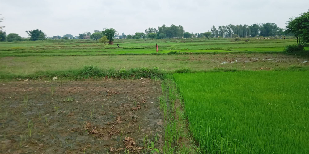 महोत्तरीमा वर्षात् नहुँदा धान रोपाइँ न्यून