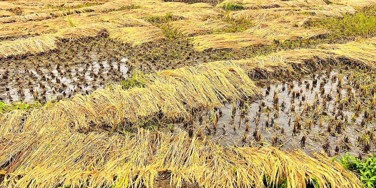 खोटाङमा ७० प्रतिशत धानबालीमा क्षति