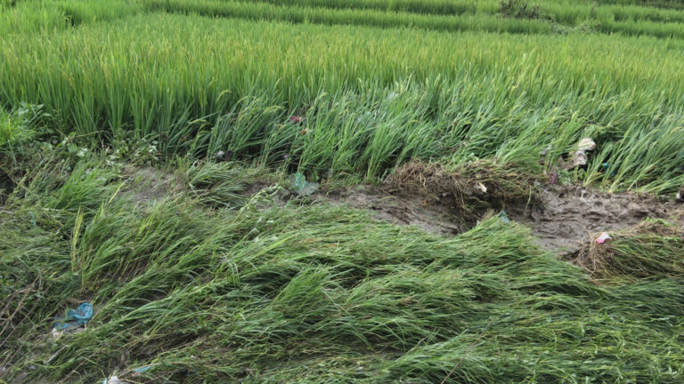 पाक्नै लागेको धानबाली नष्ट : भक्तपुरका किसान दुःखी