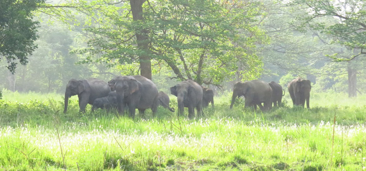 पाँच महिनामा चार हात्तीले जन्माए छावा