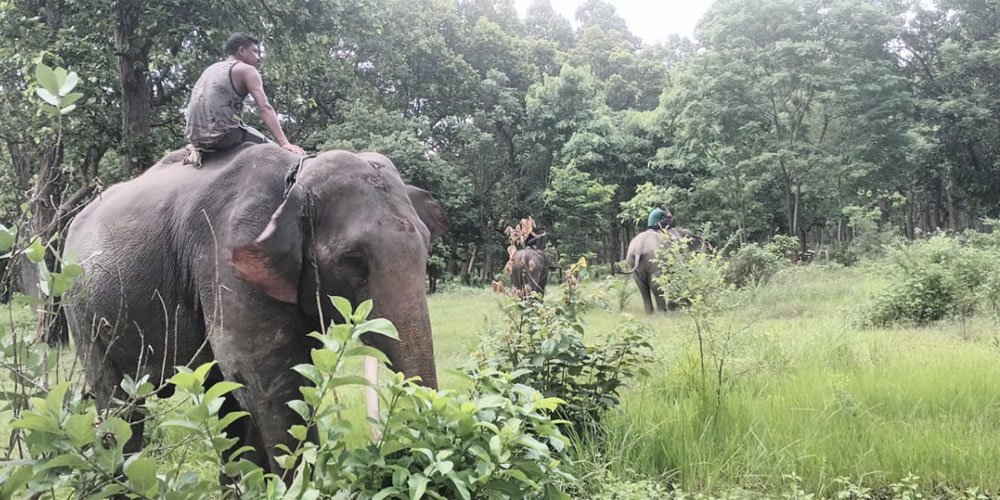 हात्ती परिचालन गरेर बाघको खोजी गरिदै