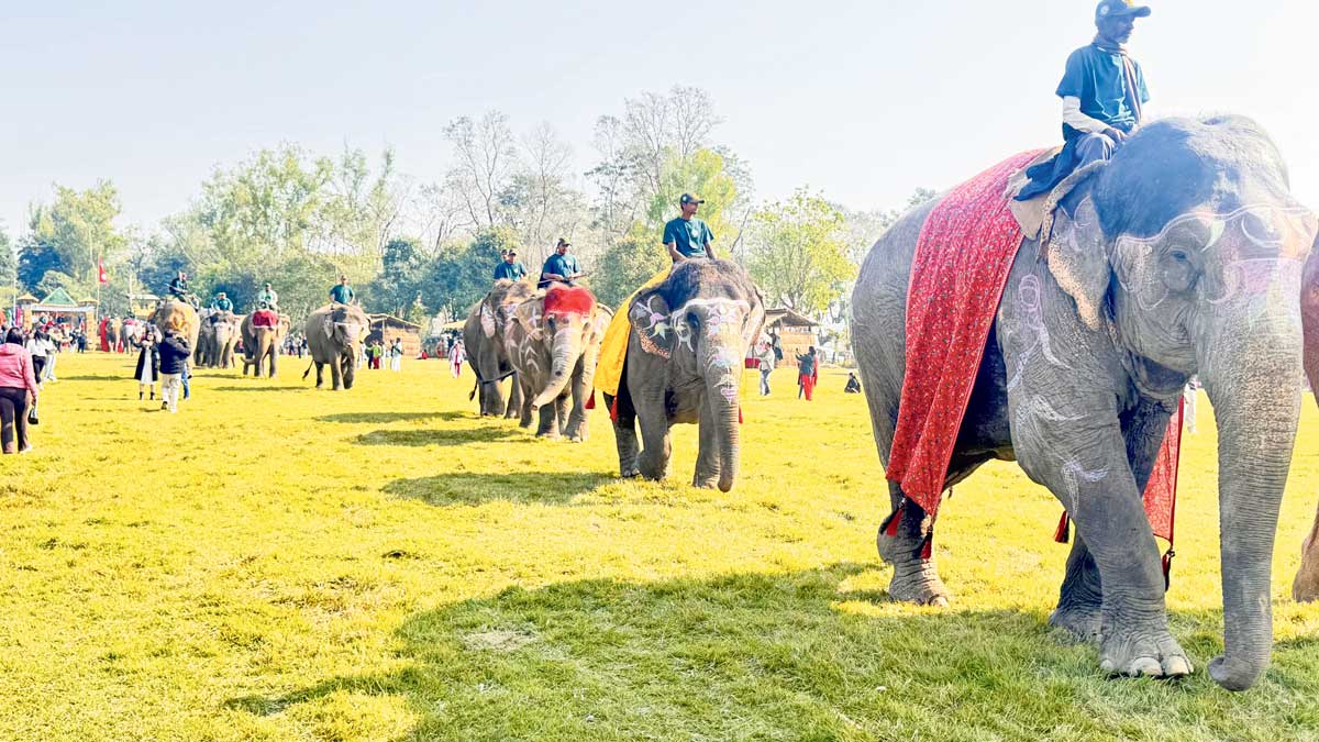 चितवनको पर्याय बन्दै ‘हात्ती महोत्सव’