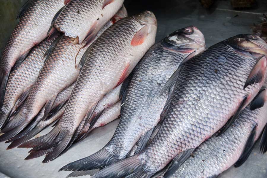 ‘फर्मालिन’ रसायनको प्रयोग भएका माछा नष्ट , बिक्री वितरणमा रोक