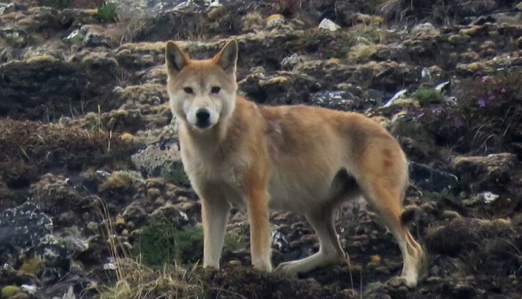 अफगानिस्तानमा ब्वाँसोको आक्रमणबाट सात जना घाइते
