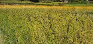 पर्वतमा गहुँ बालीको प्रजनन बिउ उत्पादन गरिँदै