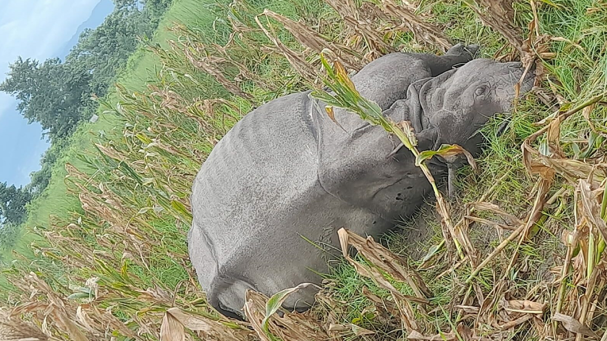 साउनयता निकुञ्ज क्षेत्रमा ४ वटा गैँडा मृत फेला