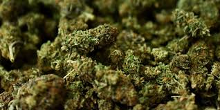 दुई सय १३ किलोग्राम गाँजा बरामद