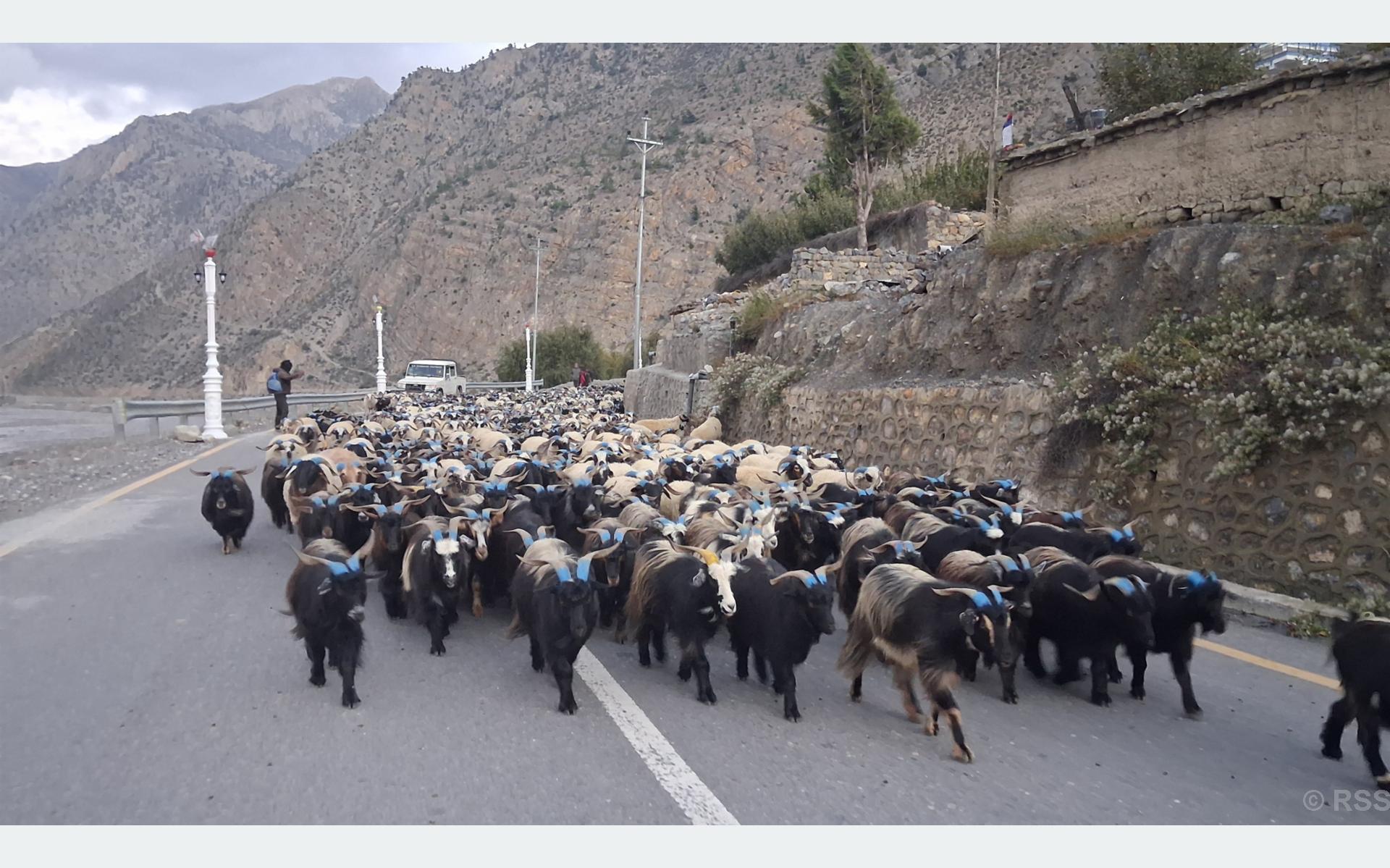 हिउँ छिचोल्दै जोमसोम आइपुगे डोल्पाका भेडाच्याङ्ग्रा