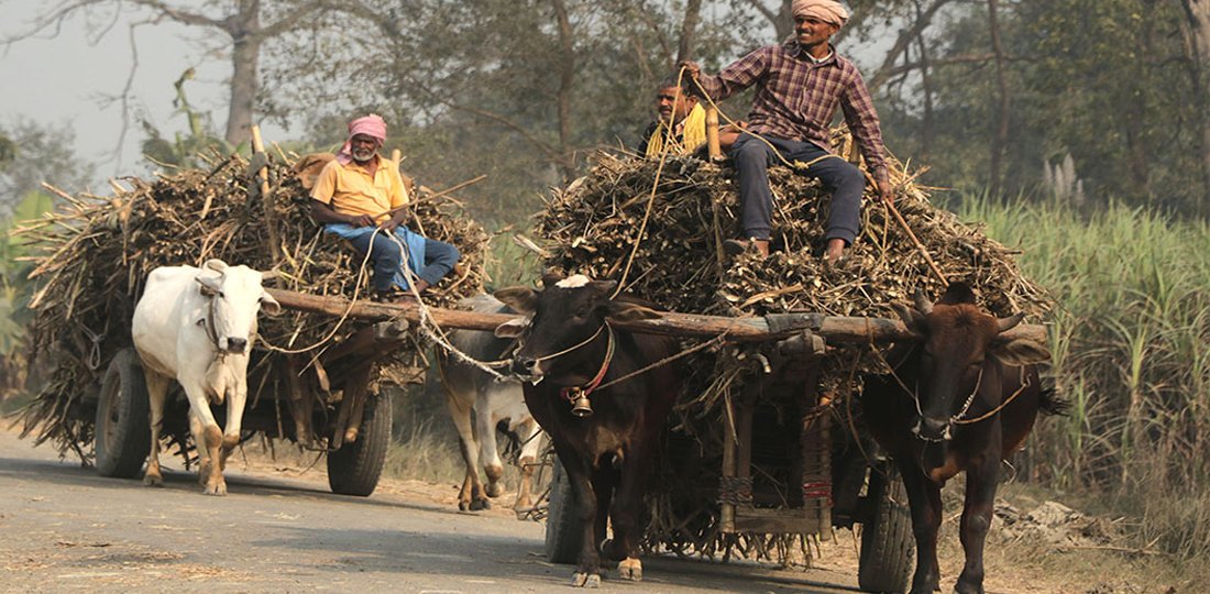 देखिन छाडे गोरुगाडा