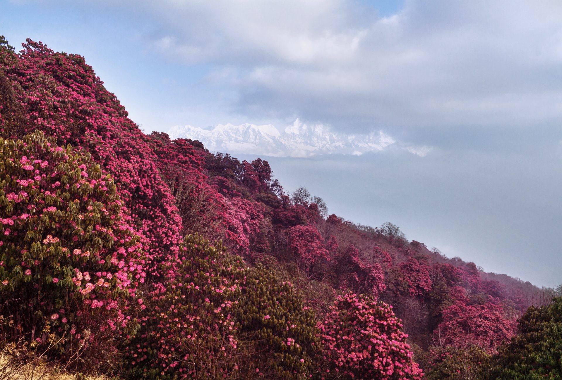 गुराँस हेर्न घोडेपानीमा पर्यटकको घुइचो