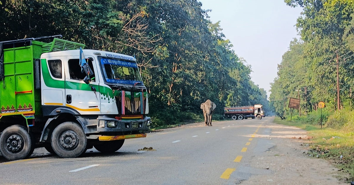 हात्तीको आक्रमणबाट ट्रक चालकको मृत्यु