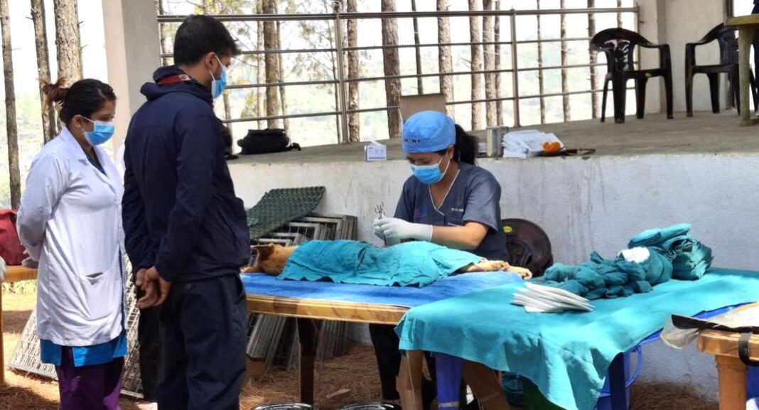 चितवनमा बन्ध्याकरण तथा रेबिजविरुद्ध खोप अभियान