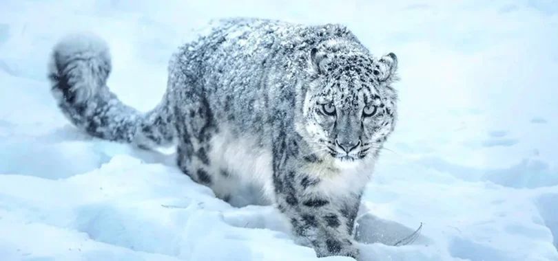 मुस्ताङमा दुर्लभ हिउँचितुवाको संख्या पत्ता लगाउन क्यामरा जडान