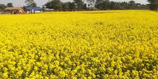 चितवनमा ताेरीको उत्पादन घट्यो