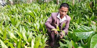 सफलताका कथा : जीवनको तस्बिर बदलेका उद्यमी भीमबहादुर