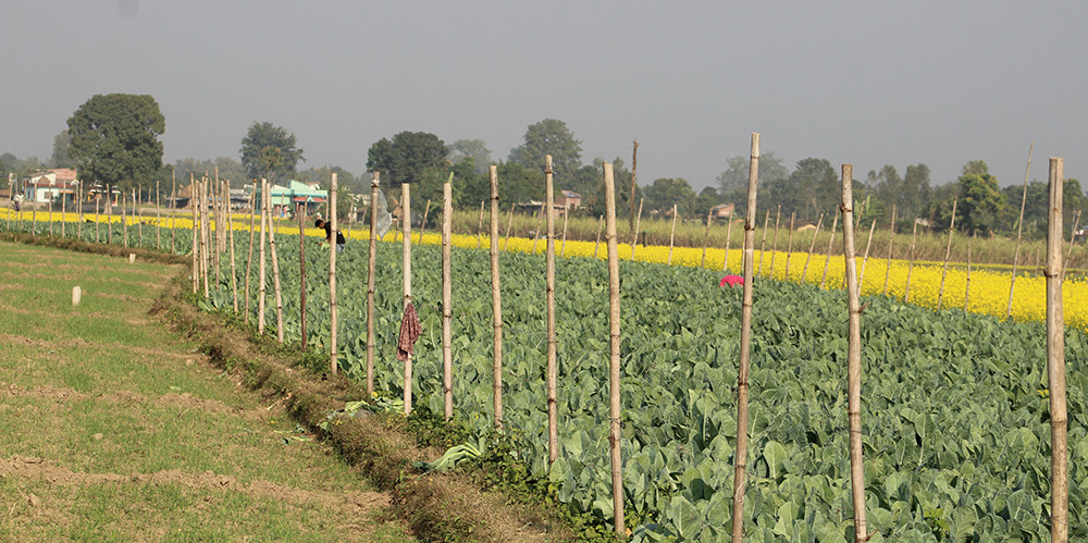 सामूहिक खेती पद्धतिलाई प्रोत्साहन गर्दै हेटौँडा उपमहानगर