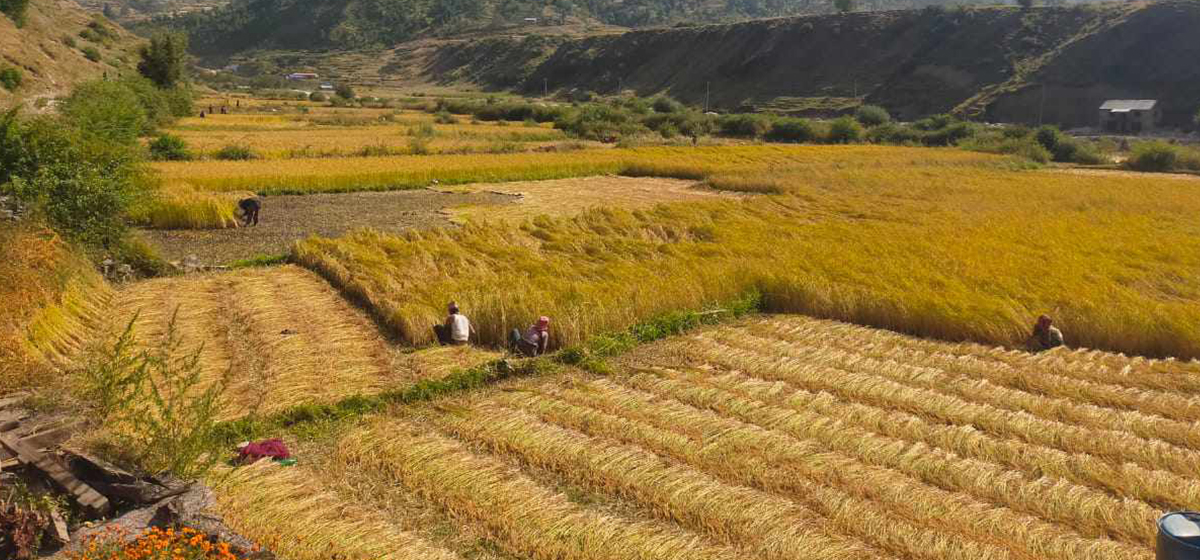 जुम्लामा मार्सी धान पँहेलपुर