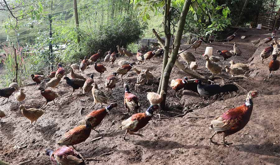 वन कुखुरा पालनमा ५० लाख लगानी