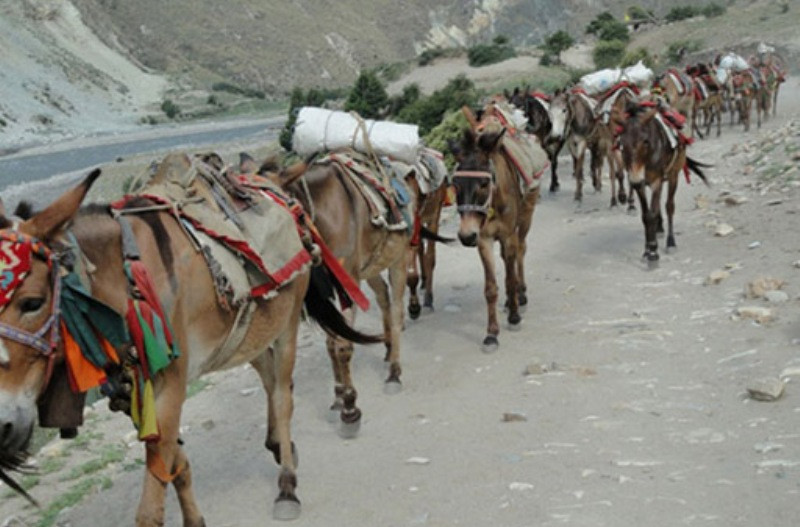 फिलिम–लार्केपास पदमार्गमा खच्चड आवतजावतमा रोक