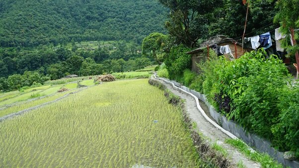 सिँचाइ सुविधा विस्तारले व्यावसायिक खेतीमा संलग्न किसान लाभान्वित