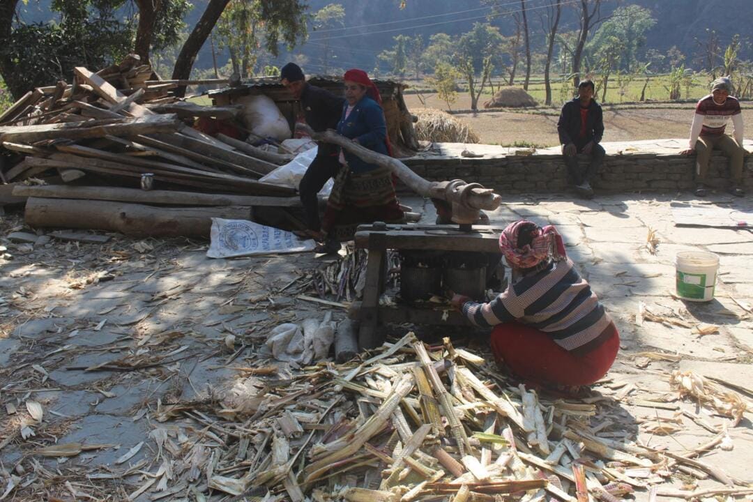 कोलमा उखु पेल्ने चलन कायमै