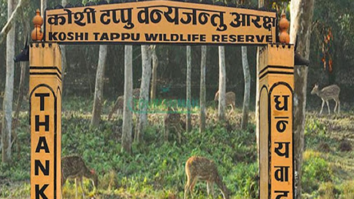कोशी टप्पुमा पर्यटकको संख्या वृद्धि