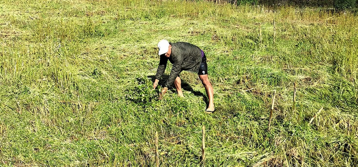 बेमौसमी वर्षाले सुनसरीमा करिब दुई अर्बको कृषिउपज नष्ट