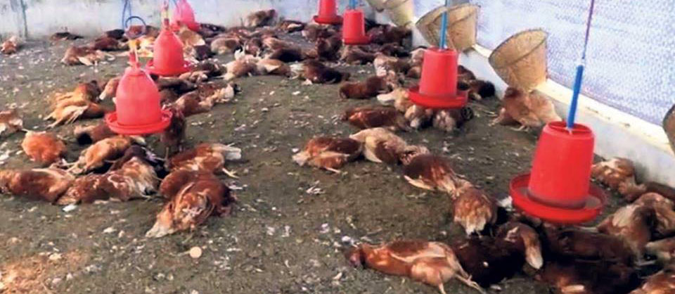 भारतमा वर्डफ्लूको प्रकोप फैलिएसगै पर्सामा कुखुराको पैठारीमा पूर्ण रोक