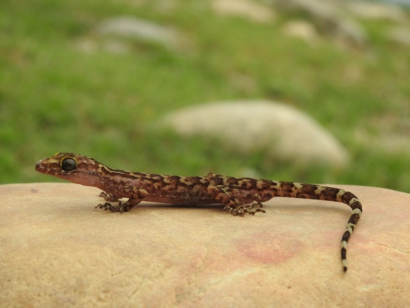 नेपालमा भेटिए छेपारोका दुई नयाँ प्रजाति