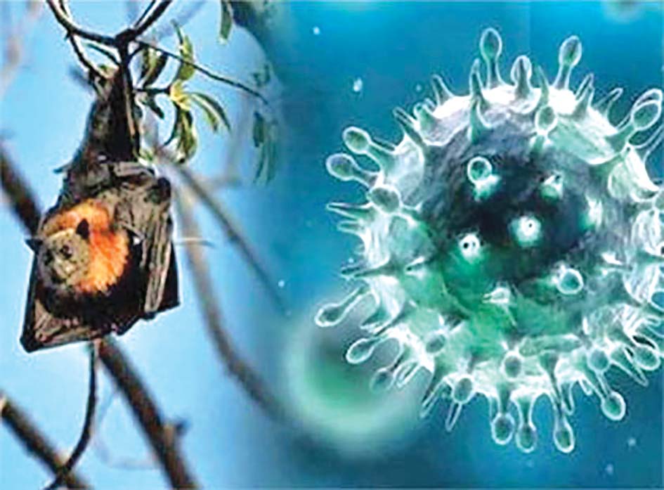 भारतको बङ्गाल राज्यमा निपाह भाइरसका दुई सङ्क्रमण पुष्टि