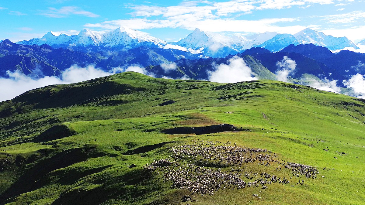 पर्यटकलाई आकर्षित गर्ने बुकीपाटनका भेडीगोठ