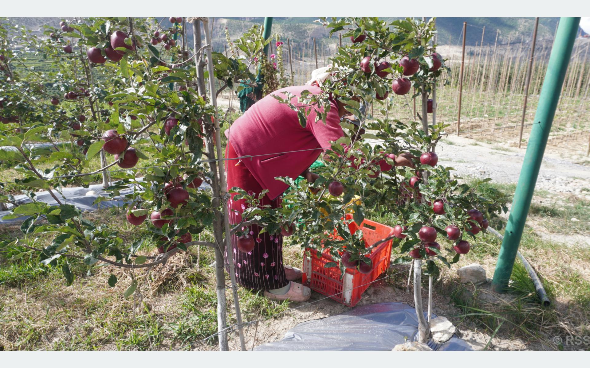 अन्नपूर्ण संरक्षण क्षेत्रको प्राकृतिक आकर्षणले पर्यटक लोभ्याउँदै