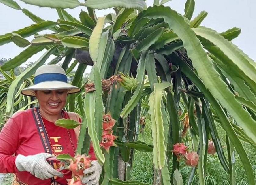 ड्रागन फ्रुटबाट वार्षिक दश लाख आम्दानी गर्दै ७७ वर्षीय बालकृष्ण