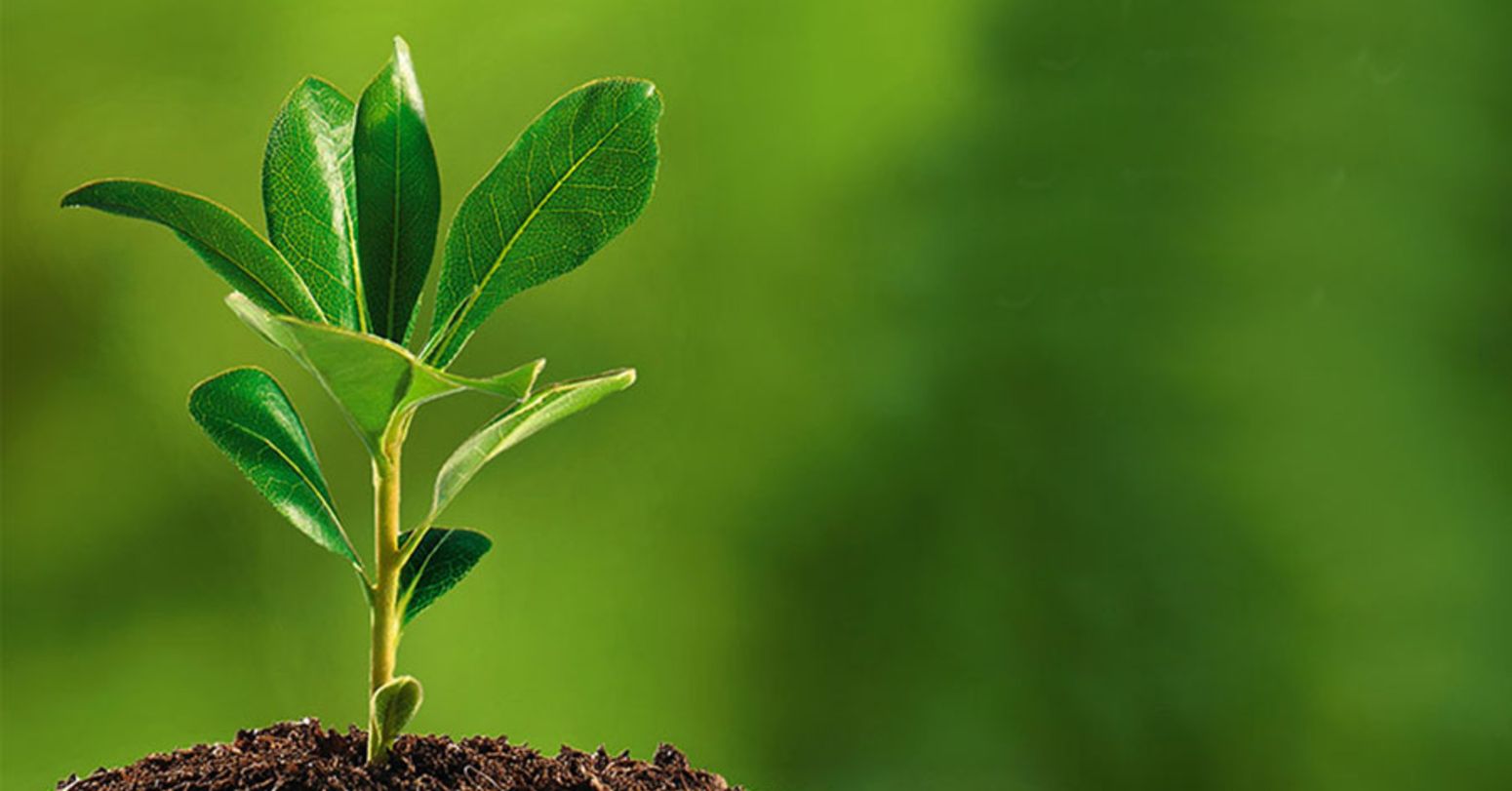 आज २७ औँ वनस्पति दिवस मनाइँदै