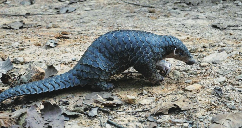 नेपालमा पहिलोपटक सालक सम्मेलन हुदै