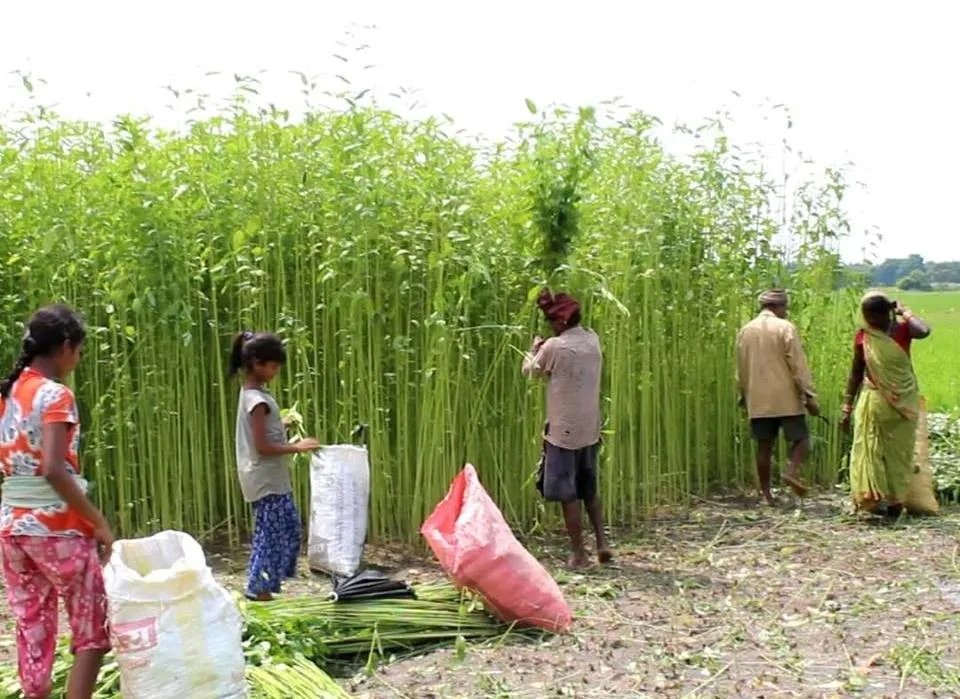 मासिँदै सनपाट खेती