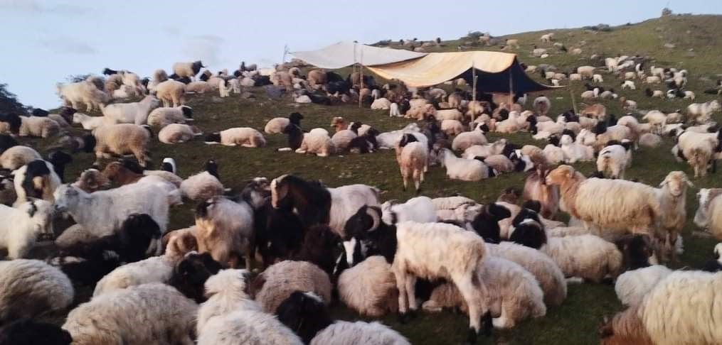 सहर छाडेर डाँडामा: भेडापालनमा भविष्य खोज्दैछन् आस्मन