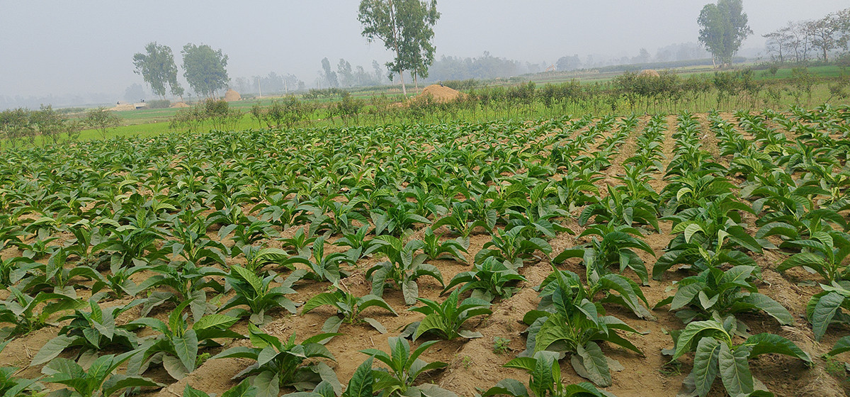 धानखेती छाडेर व्यावसायिक सुर्तीखेती गर्दै किसान