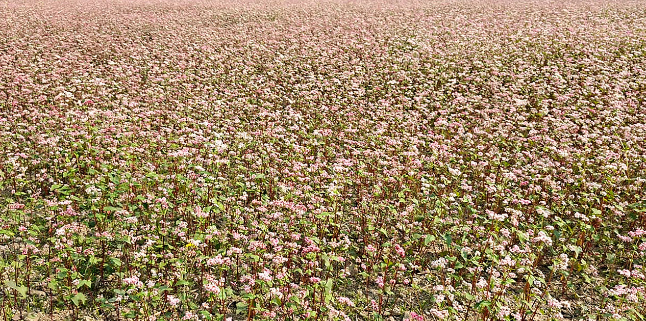 बाँझो जमिन उपयोग गरेर फलाइयो तिते फापर