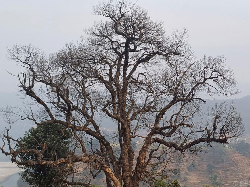 सार्वजनिक क्षेत्रका जोखिमपूर्ण रुख हटाइँदै कञ्चनपुर वन कार्यालय