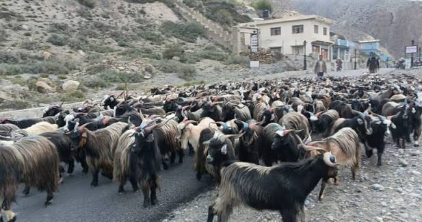 कोरला नाकाबाट भित्रिन थाले भेडाच्याङ्ग्रा