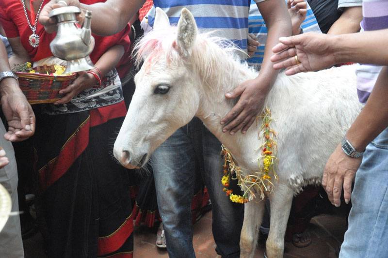 तलेजुको सेता घोडा जात्रा सम्पन्न