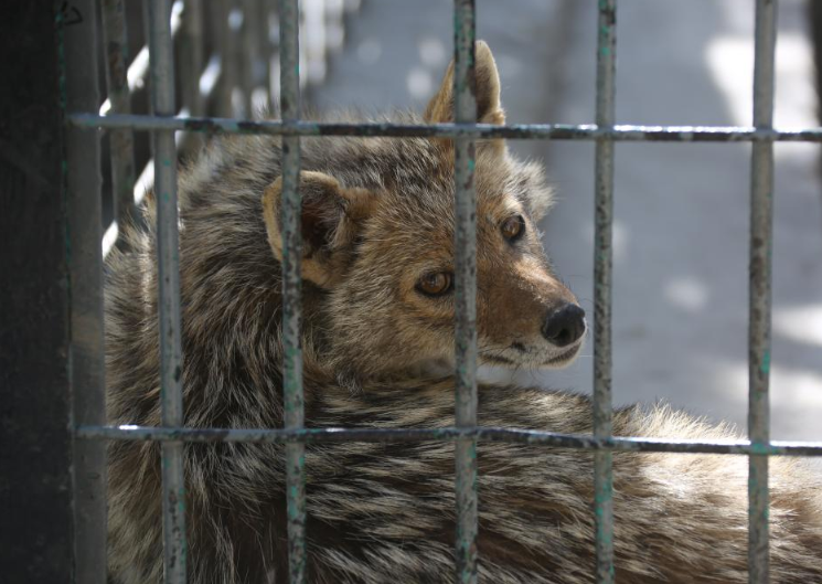 बाँकेमा १५६ वटा विभिन्न वन्यजन्तुको उद्धार