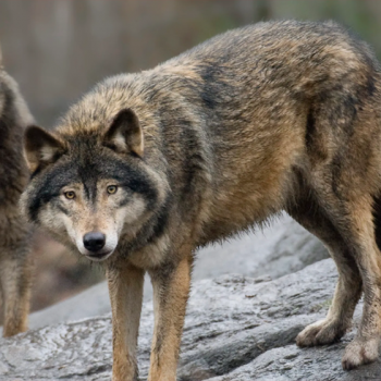 ब्वाँसो भागेपछि विद्यालय बन्द